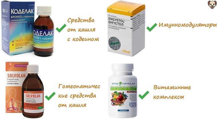 Инфекции, которые передаются от человека к животному