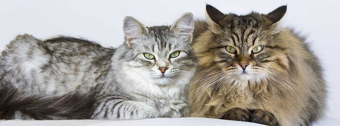 Кого лучше выбрать для дома: кота или кошку?