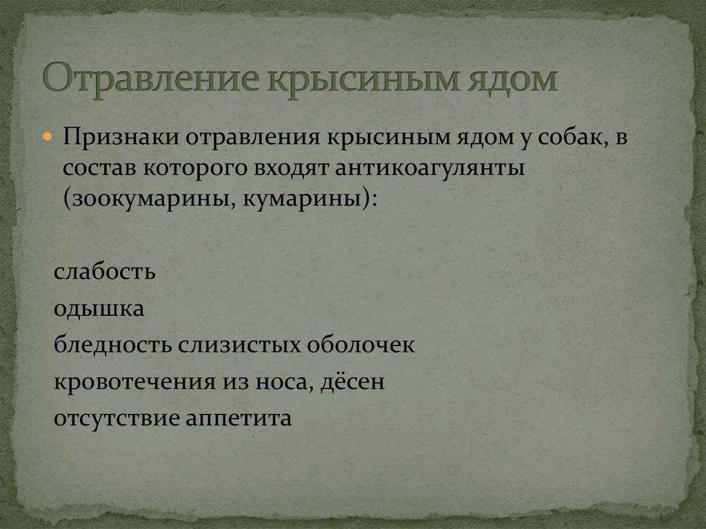 Что делать, если кот отравился: инструкция