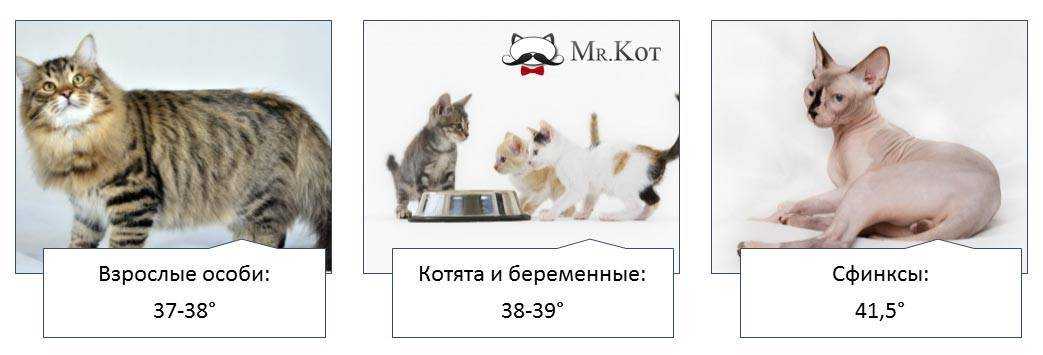 Каждый хозяин должен знать как измерить и сбить температуру у кошки Даже ее незначительное повышение может говорить о том что в организме животного развивается серьезная патология