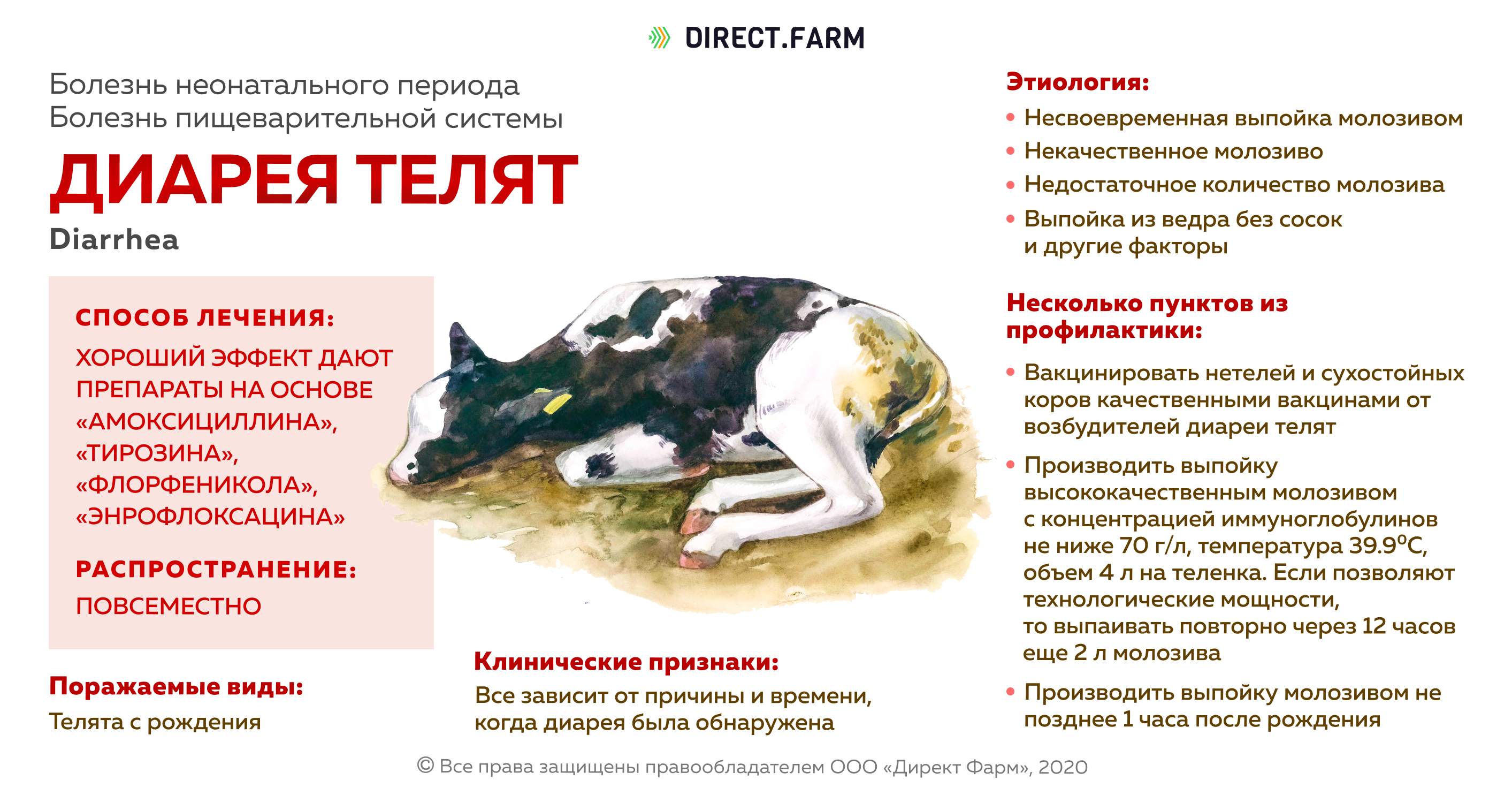Кормление собак при поносе