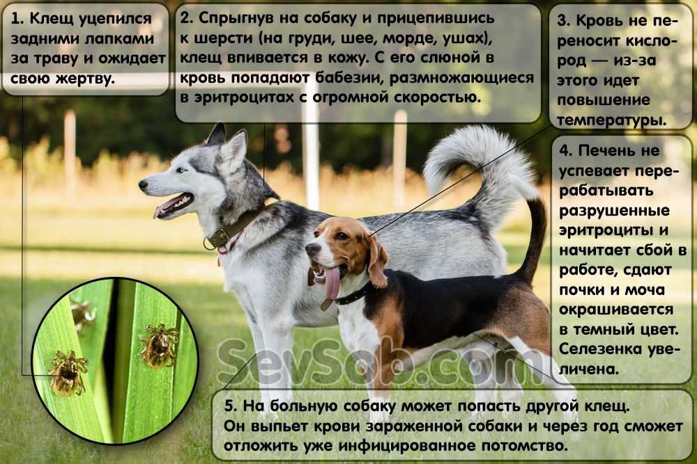 Ошейники, капли, спреи: как защитить собаку от укуса клеща