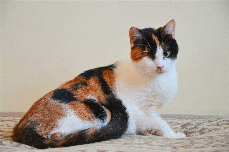 Трёхцветная кошка: живой талисман на удачу