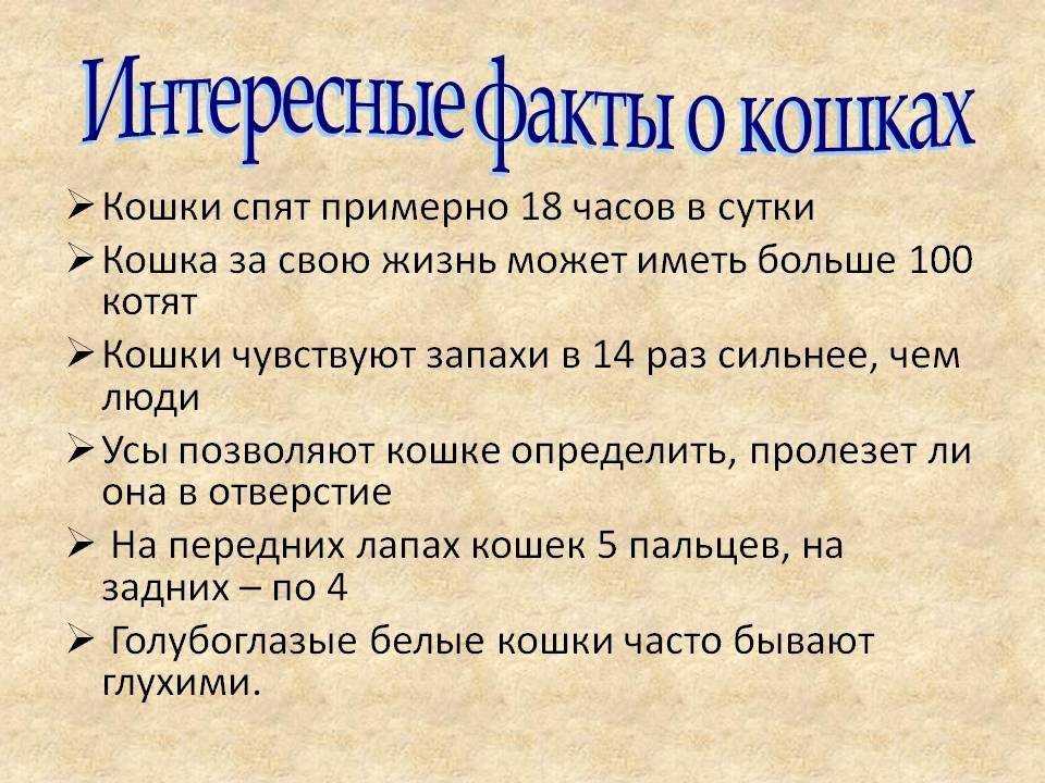 Интересные факты о кошках для детей. 101 факт о кошке