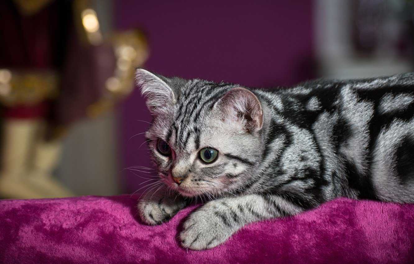 Британская короткошерстная кошка