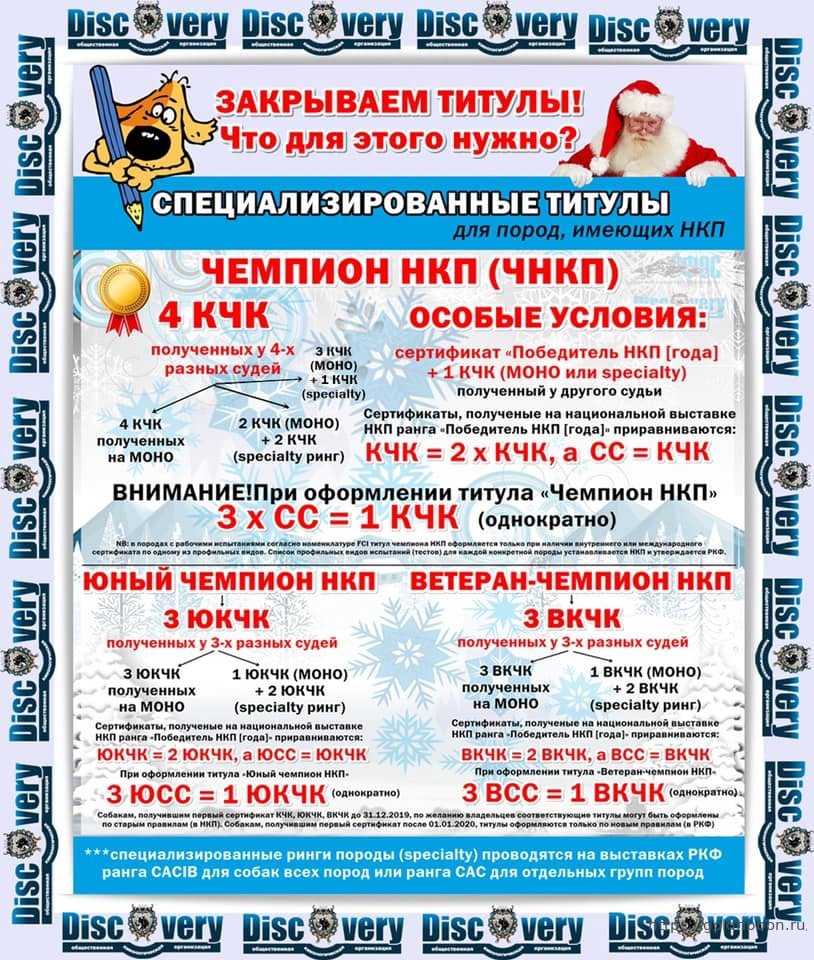 Выставочная карьера собаки: присвоение и расшифровка титулов и классов, хендлинг