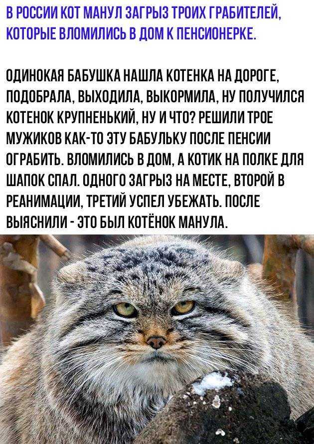 Дикий кот манул: описание, особенности характера, ареал обитания +видео