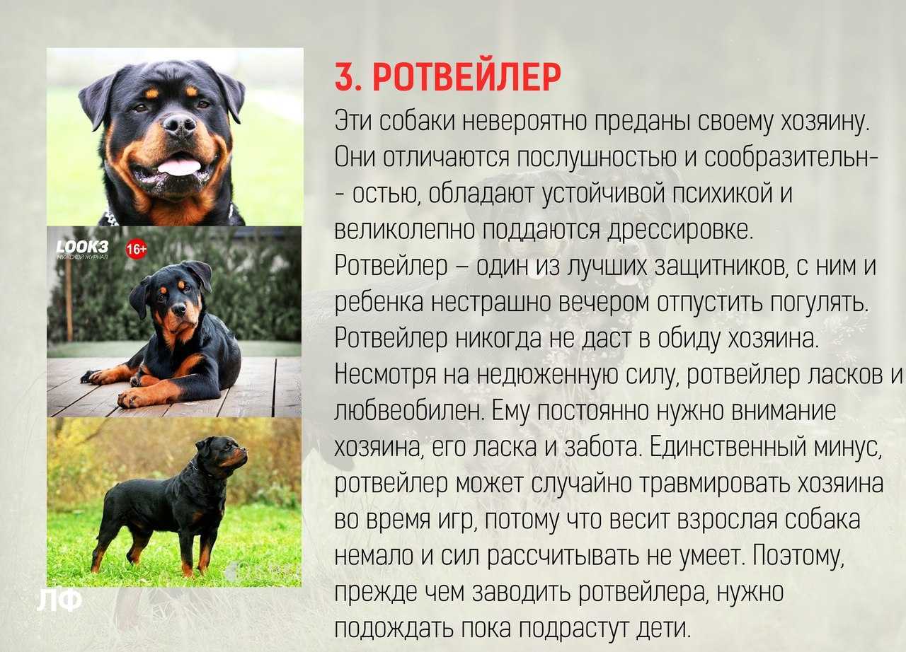 Ротвейлер: фото, описание, характер, содержание