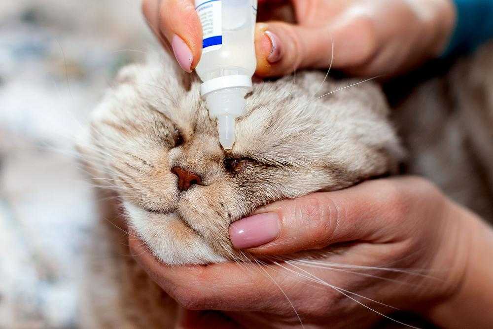 Глазные капли для кошек