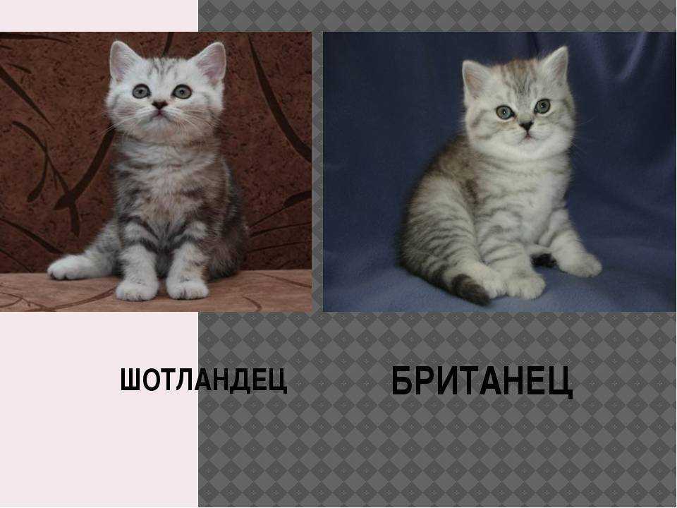 Британская вислоухая кошка существует? отличие шотландских кошек от британских, как выбрать