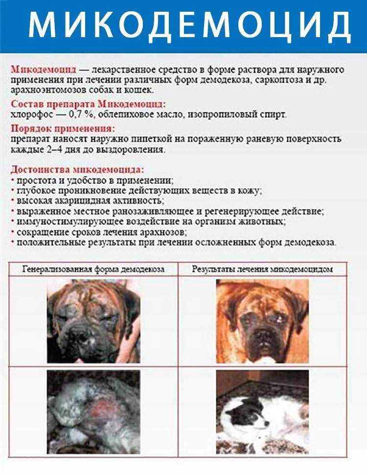 Панариций у собак: что это, лечение в домашних условиях
