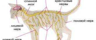 Есть ли у котов соски на животе