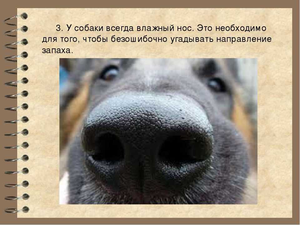Теплый и сухой нос у собаки: причины сухости, норма и патология, симптомы, сопутствующие сухому носу у собаки, что делать хозяину