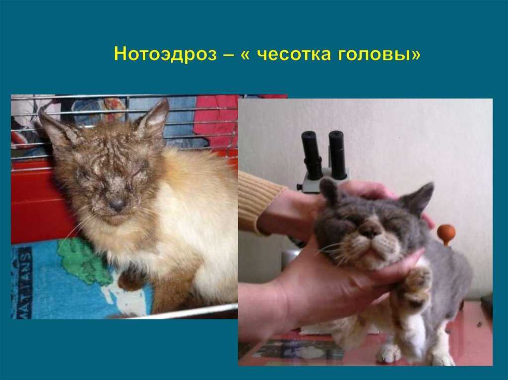 Чесотка у кошки и мой метод лечения