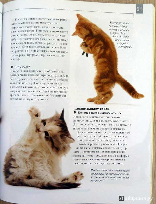 Воспитание котенка-как правильно? воспитанный по всем рекомендациям: инструкции экспертов +видео