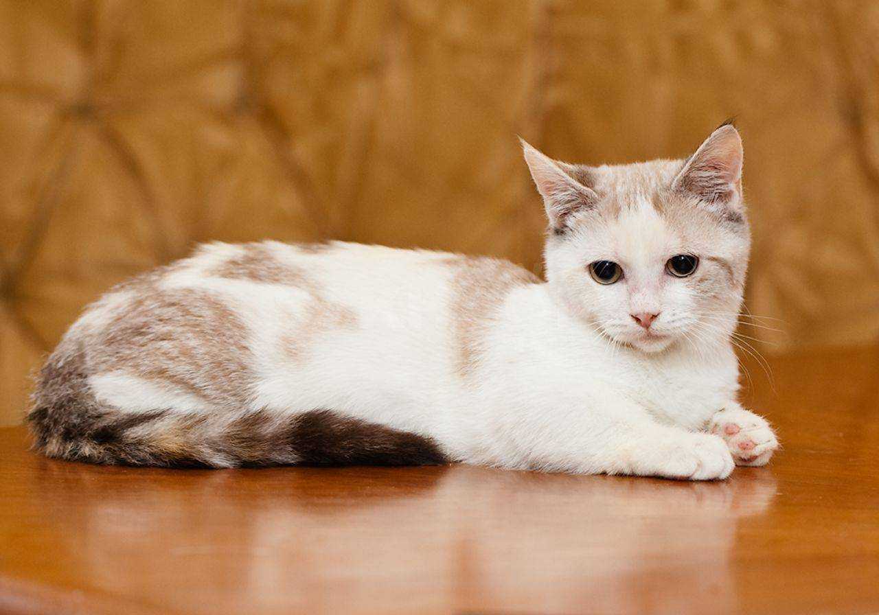 Самая маленькая кошка: какую породу предпочесть