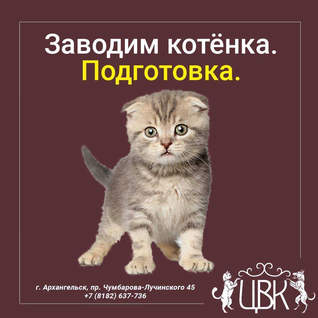Как сделать игрушку для котенка? – pet-mir.ru