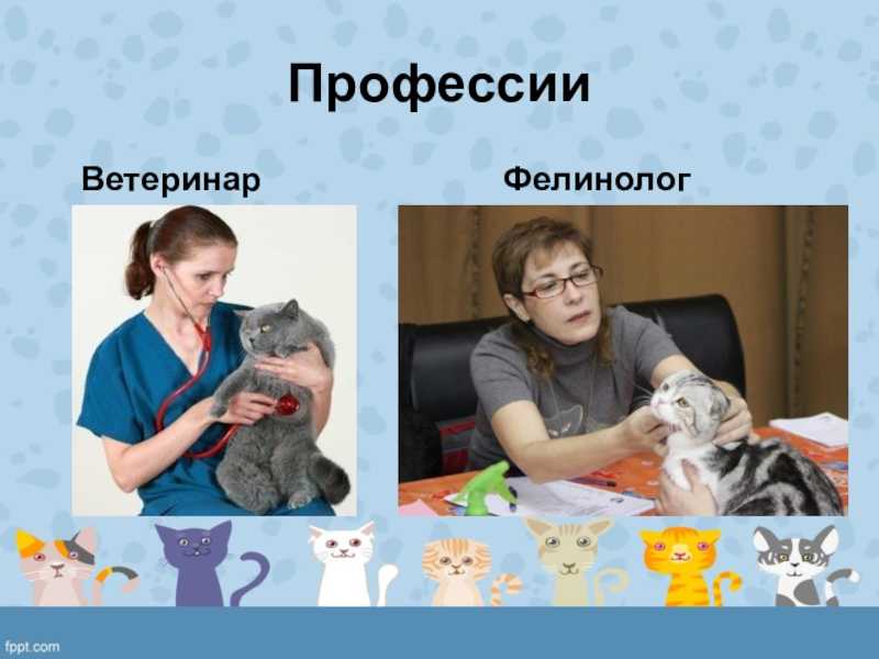 Выставки, системы, титулы - сaramelcat