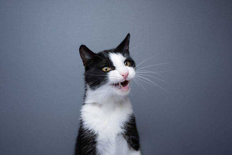 Умеют ли коты и кошки плакать? — superfb