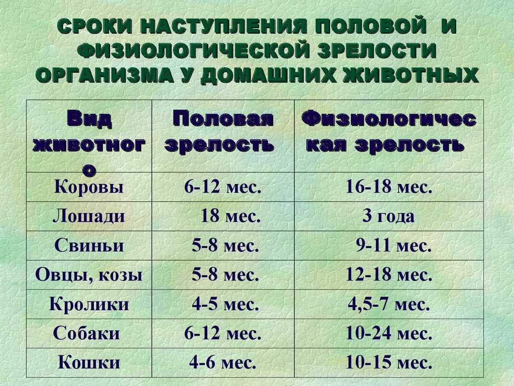 Беременность у кошек: срок, продолжительность и другие важные нюансы