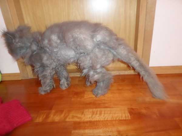 Почему у кота выпадает шерсть клоками? причины