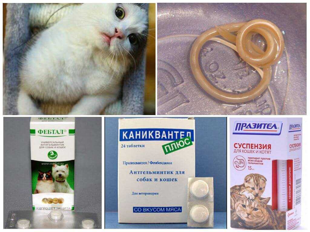Как оказать помощь кошке при отравлении: 13 шагов
