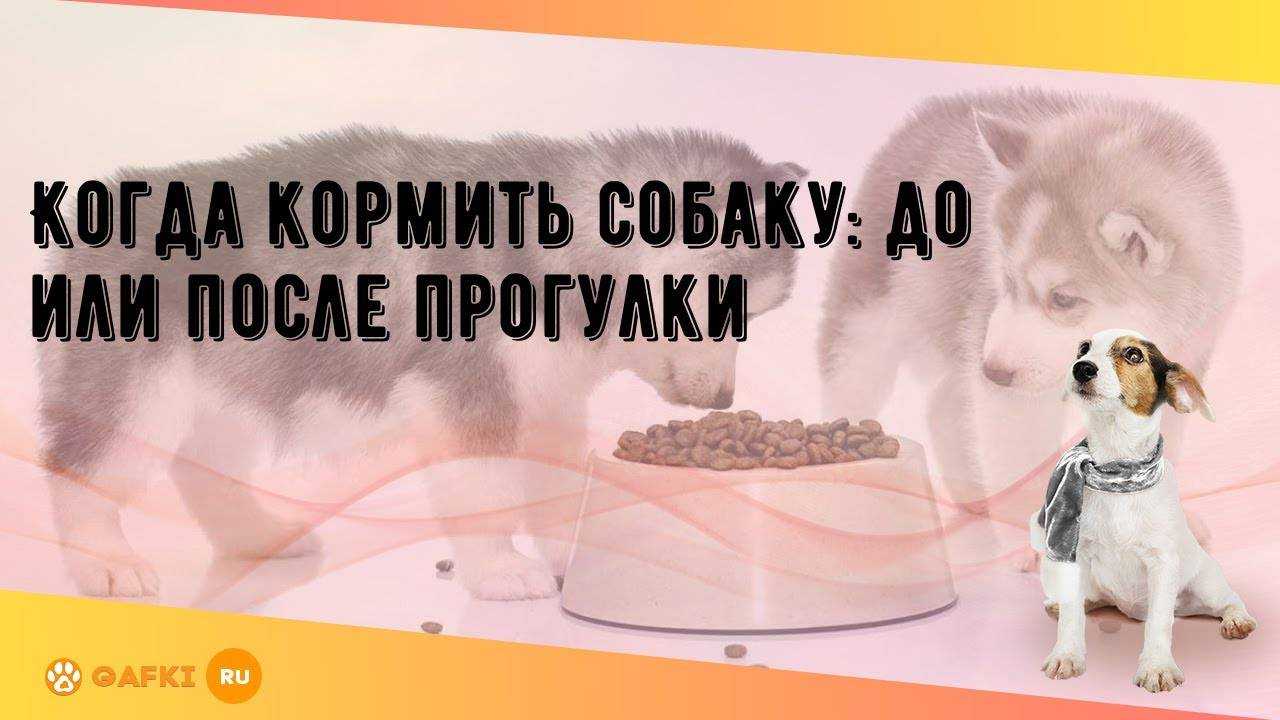 Когда лучше кормить собаку и щенка: до или после прогулки? кормление и выгул собак, основанные на разных принципах, советы хозяину