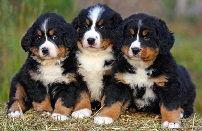 Бернский зенненхунд 🐕: описание породы, характер, содержание и уход, фото собаки