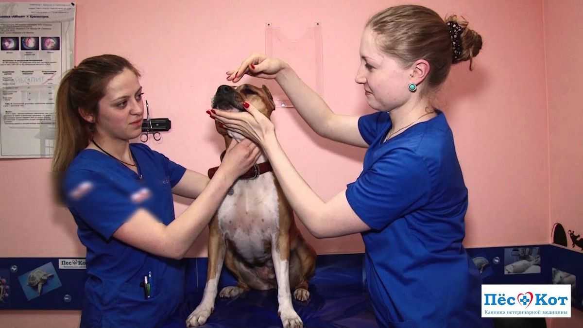 Что делать, если собака хромает после укола?