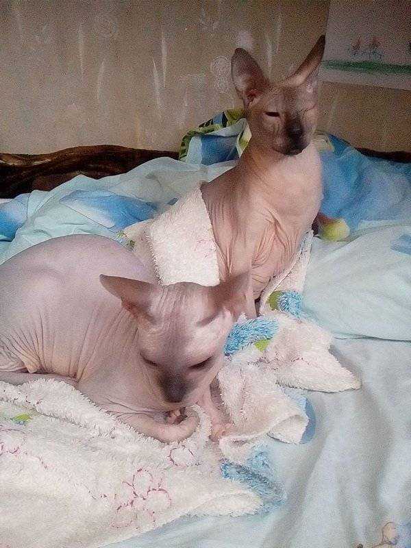 Все про течку у кошек