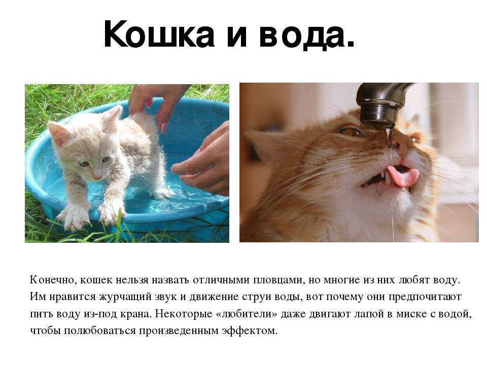 Если кошка пьет много воды? причины, а также расчет нормы потребления воды | звери дома