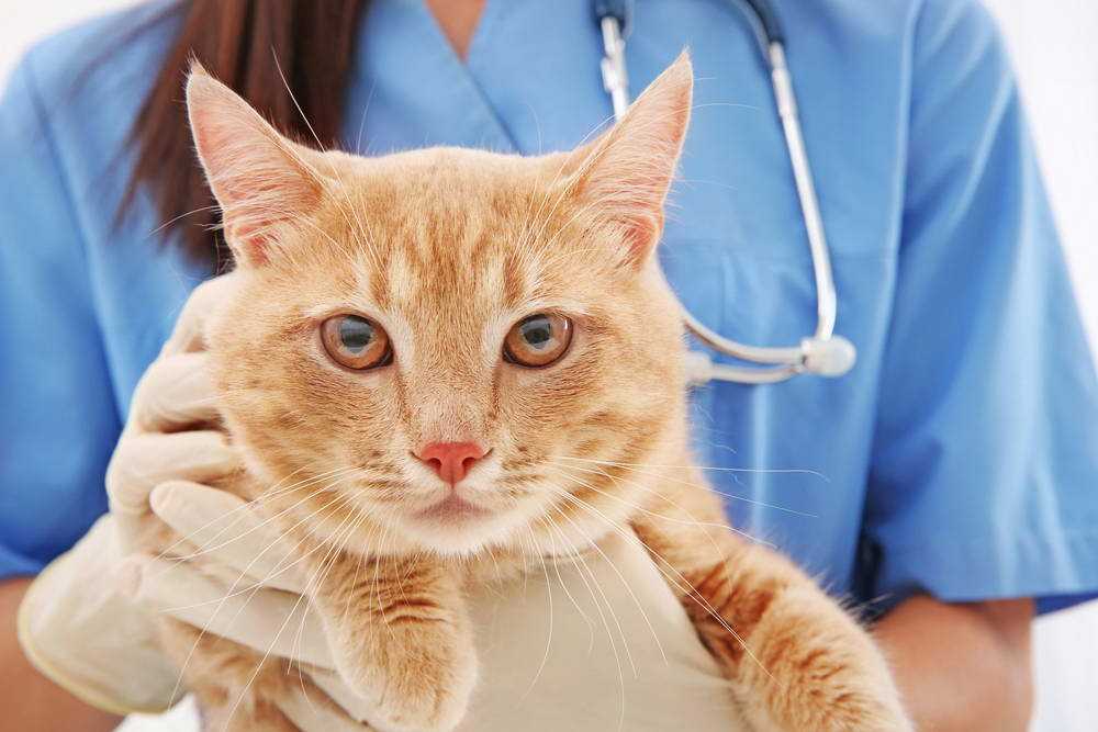 Почему у котенка синяя пасть — о животных на чистоту