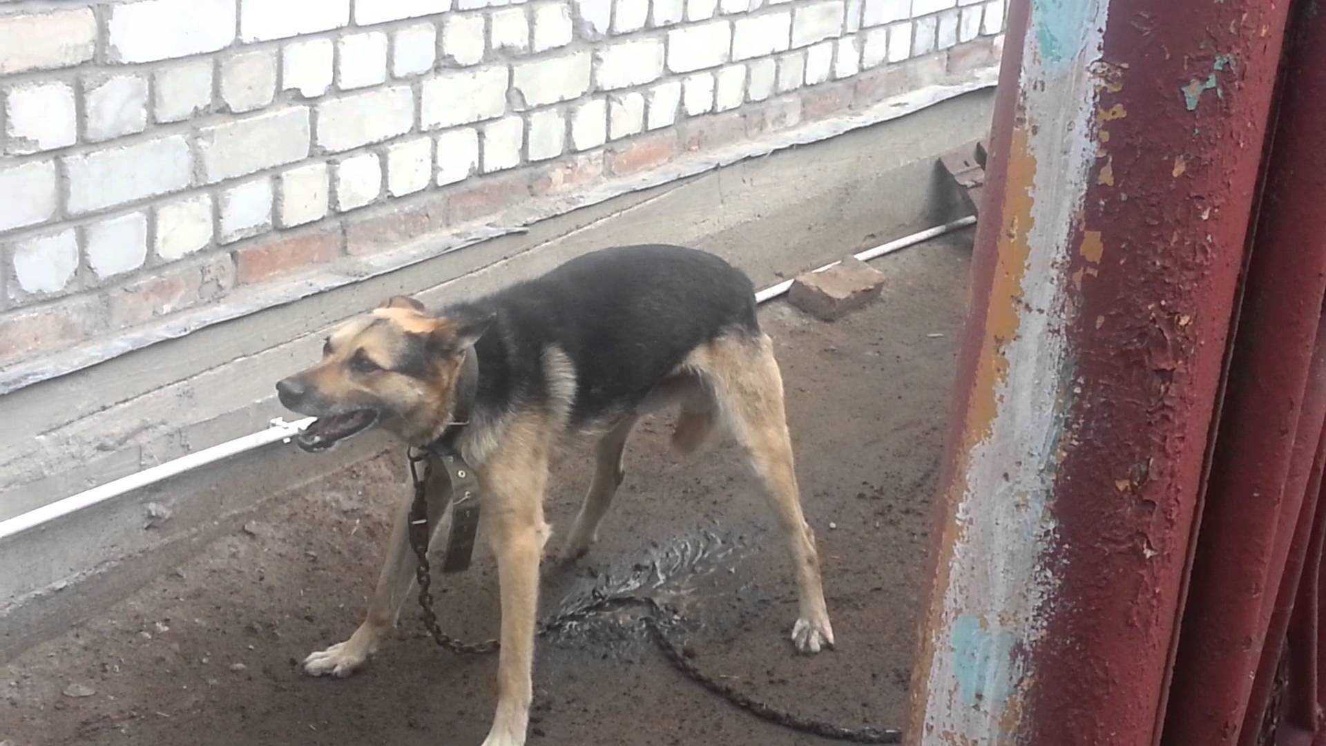 Cудороги у собаки: причины и лечение, что делать, если собака тяжело дышит и трясется?