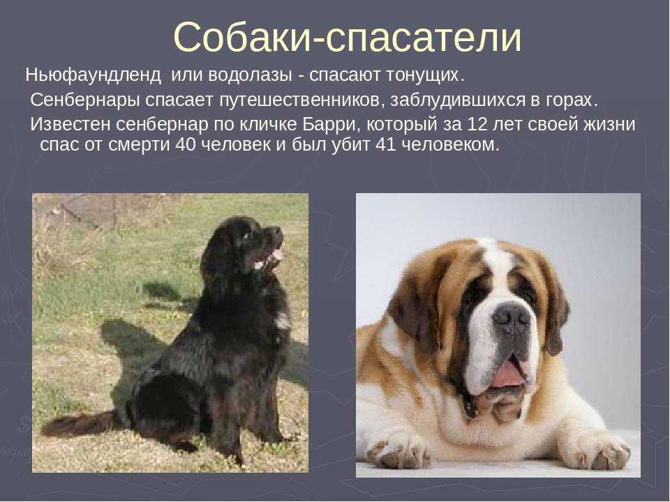 Пхунсан: загадочный пёс из северной кореи