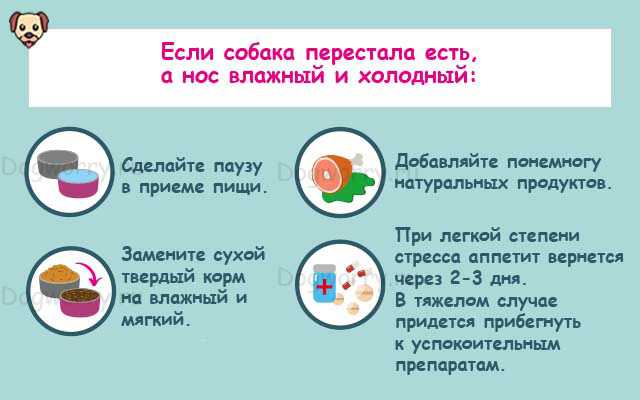 Щенок это искра радости в доме Качественное сбалансированное питание залог здоровья и правильного развития питомца но иногда что то идет не так Что делать если щенок плохо есть Читайте советы опытных собаководов