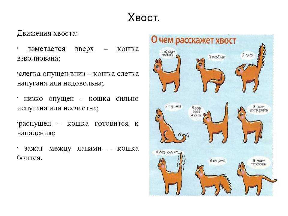 У кошки дергается спина - причины и что делать