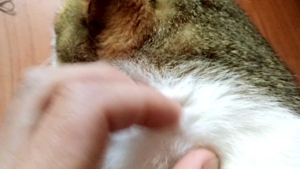 Нотоэдроз у кошек