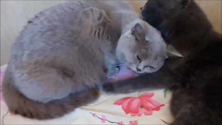 Как принять роды у кошки: скорая помощь для любимицы