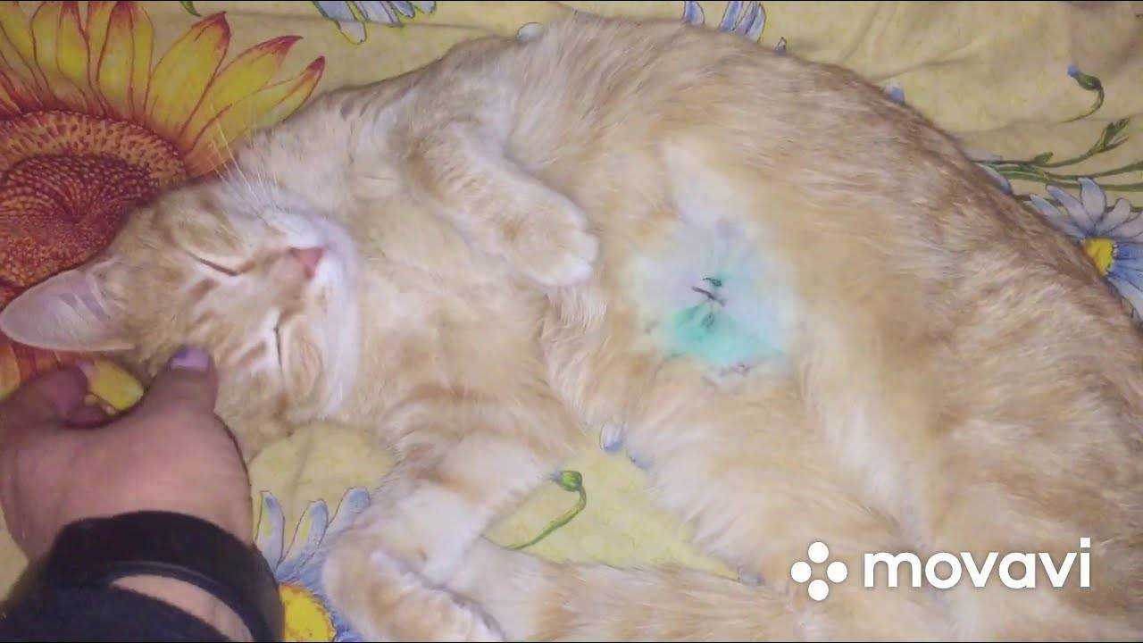 Кровь у кошки во время родов: причины, первая помощь