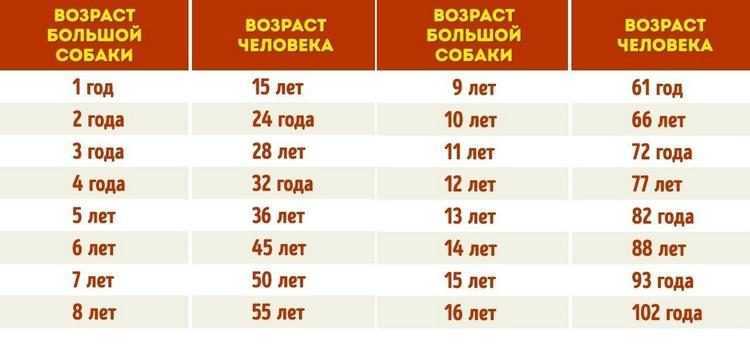 Дворняга собака: описание, повадки, мифы, содержание, дрессировка