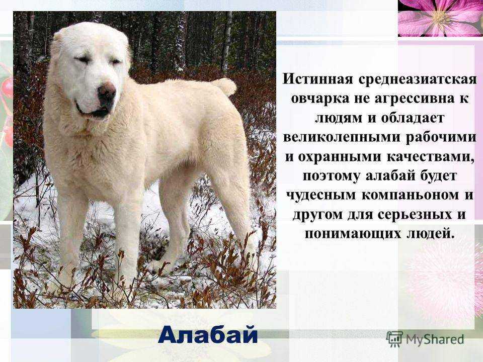 Собака алабай: особенности породы, характера, воспитания, ухода