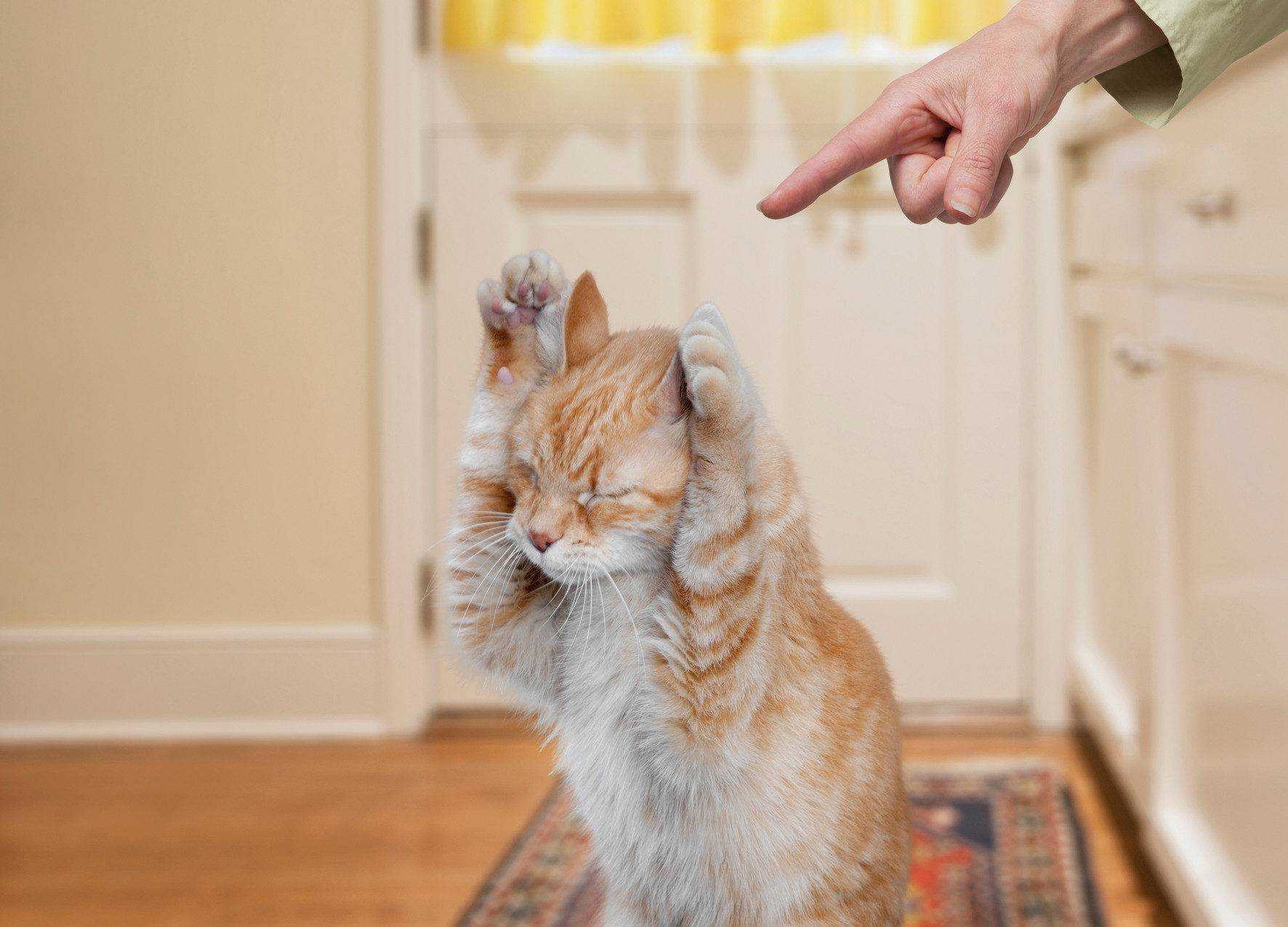5 способов наказать кошку, не испортив с ней отношения