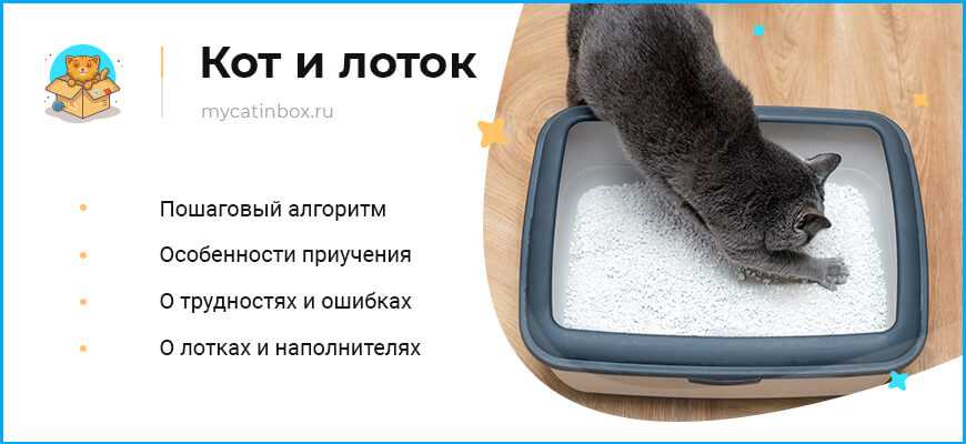 Как заново приучить кошку пользоваться лотком для туалета
