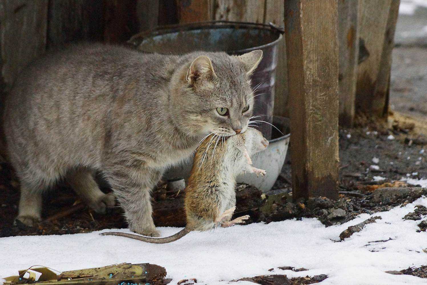 Примеры пород котов которые ловят крыс и мышей: варианты как определить охотника