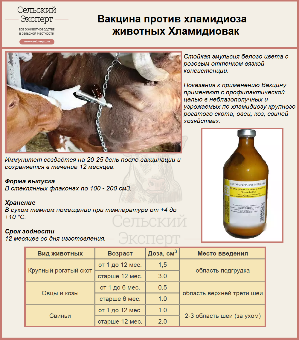 Лечение хламидиоза у собак схема лечения