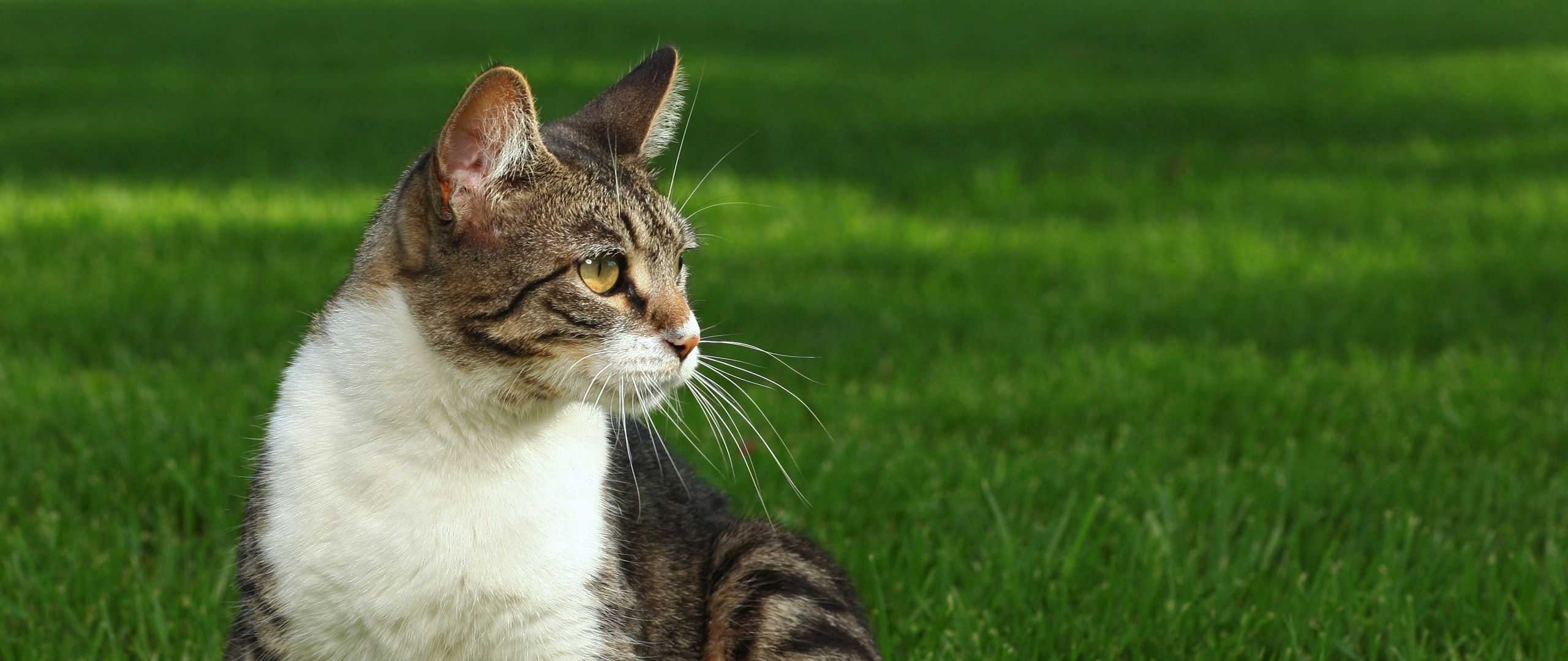 Чем дикий лесной кот отличается от домашних собратьев - мир кошек