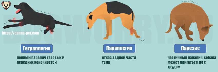 Обзор всех болезни когтей у собак: симптомы и лечение