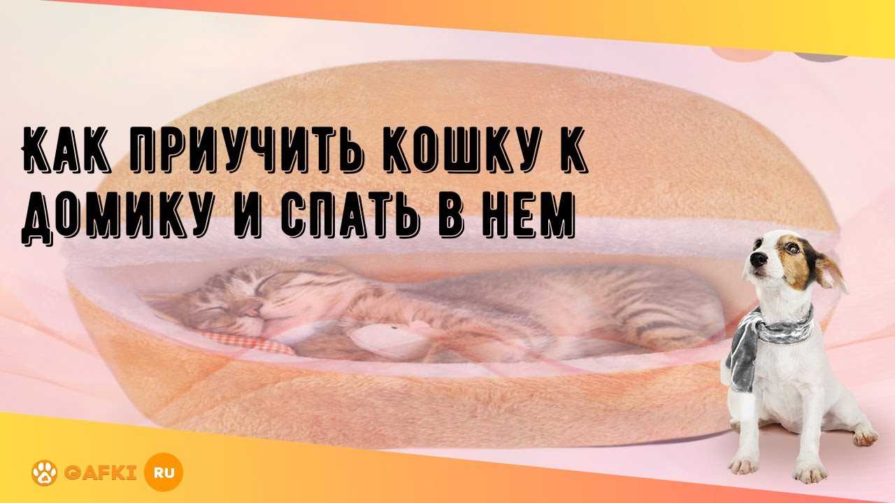 Как приучить котенка спать ночью, а не играть