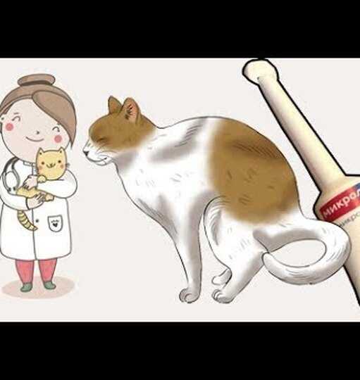 Котенок не может сходить в туалет