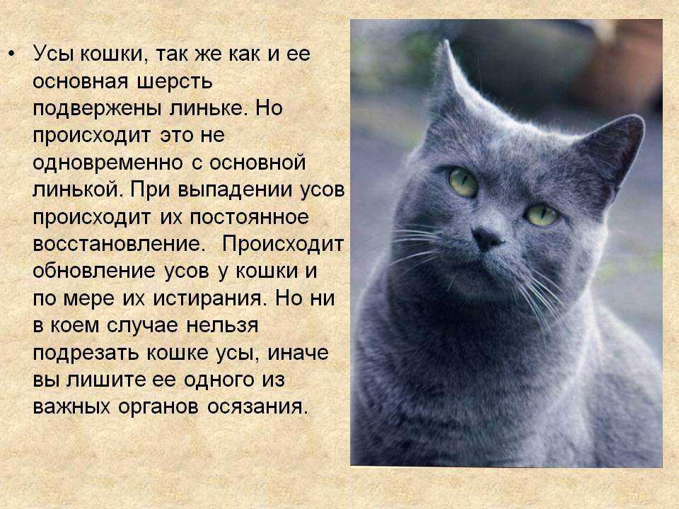 Зачем кошке или коту усы: назначение вибриссов и их функции, расположение на теле, можно ли стричь усы кошке